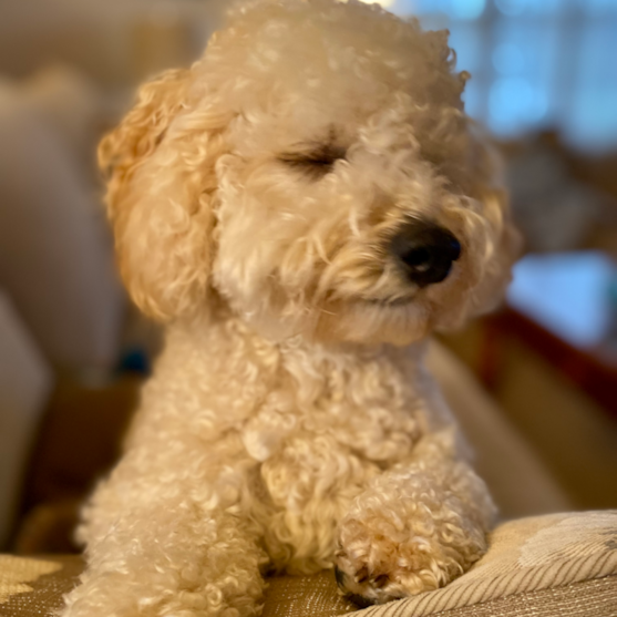 Poochon Puppy For Sale - Seaside Pups